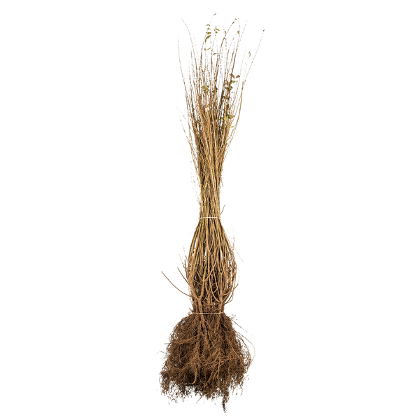 Wintergrüner Liguster (Ligustrum vulgare 'Atrovirens') | 80-100 cm  Wurzelware