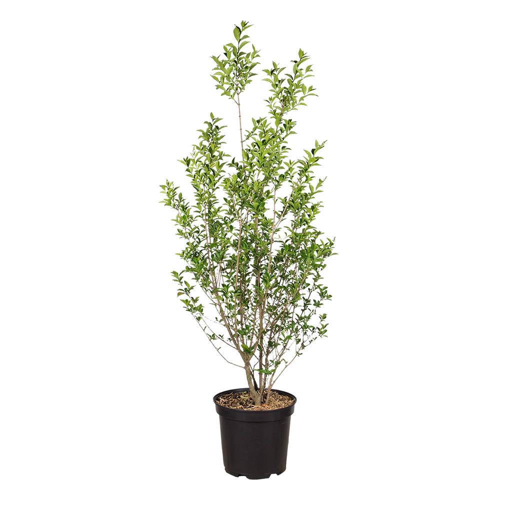 Groenblijvende liguster (Ligustrum vulgare 'Atrovirens') | 100-125 cm In  pot