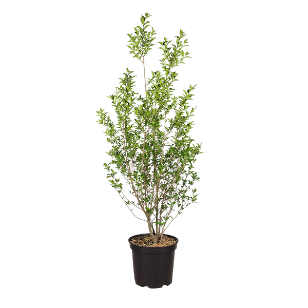 Groenblijvende liguster (Ligustrum vulgare 'Atrovirens') | 100-125 cm In  pot