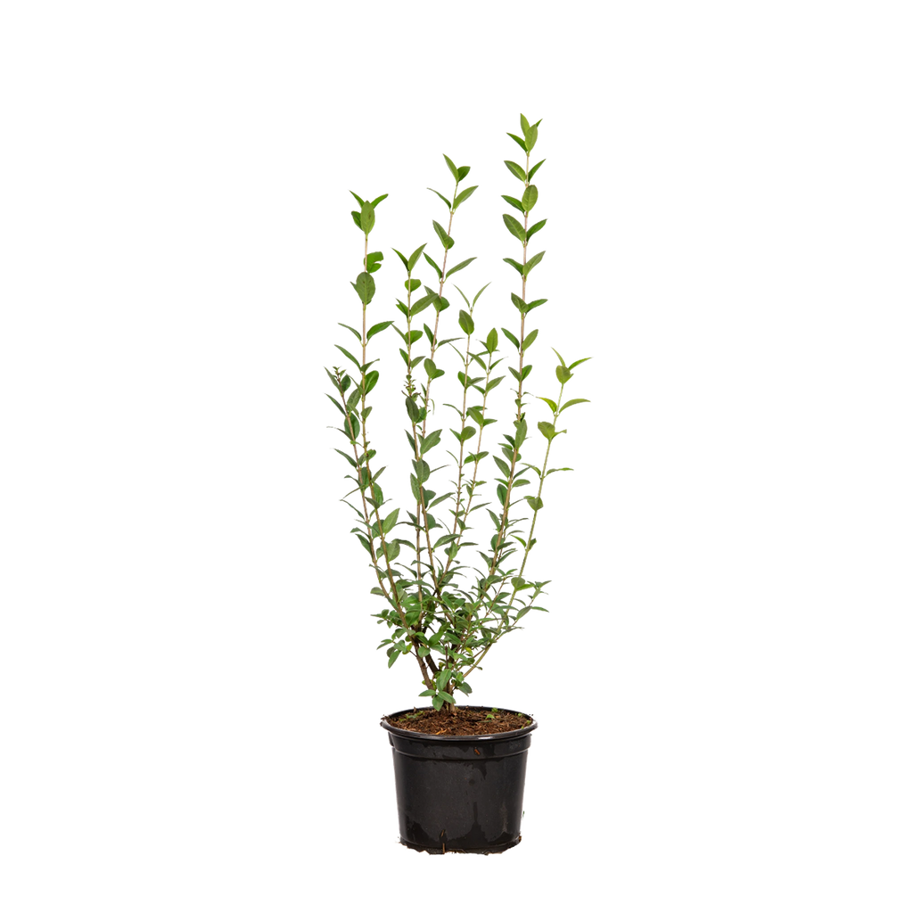 Wintergrüner Liguster (Ligustrum vulgare 'Atrovirens') | 40-60 im Topf