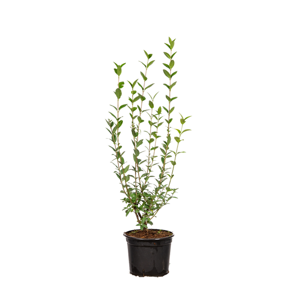ligustrum vulgare atrovirens wurzelware Wintergrüner Liguster (Ligustrum vulgare 'Atrovirens') | 40-60 im Topf