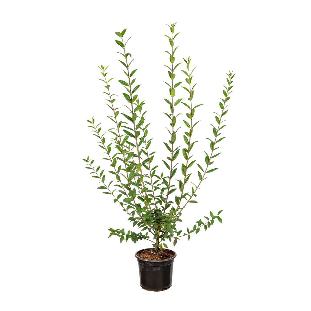 Wintergrner Liguster (Ligustrum vulgare 'Atrovirens') | 80-100 cm im Topf  | Garmundo.de