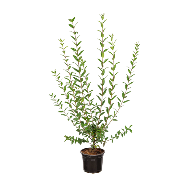 Wintergrüner Liguster (Ligustrum vulgare 'Atrovirens') | 80-100 cm im Topf 