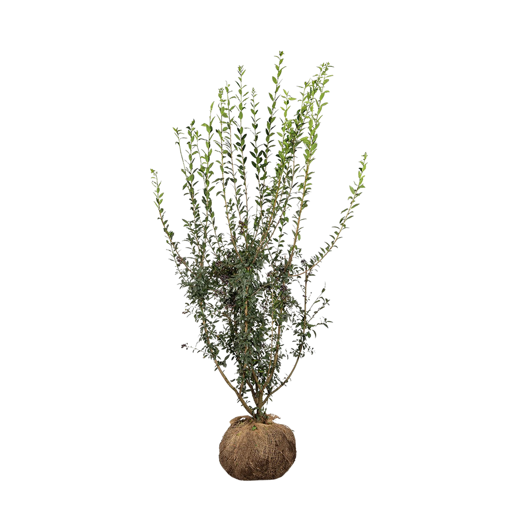 Wintergrüner Liguster (Ligustrum vulgare 'Atrovirens') | 100-125 cm mit  Wurzelballen