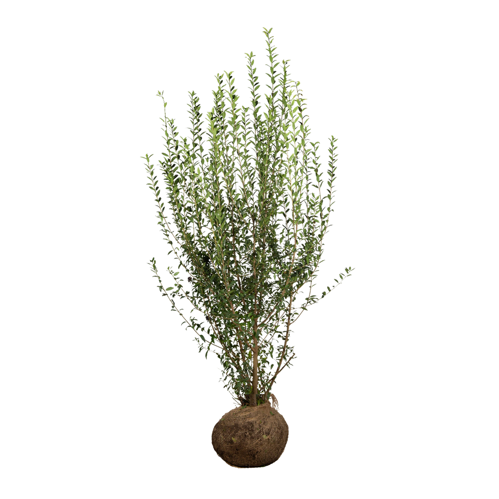 Wintergrüner Liguster (Ligustrum vulgare 'Atrovirens') | 150-175 cm mit  Wurzelballen