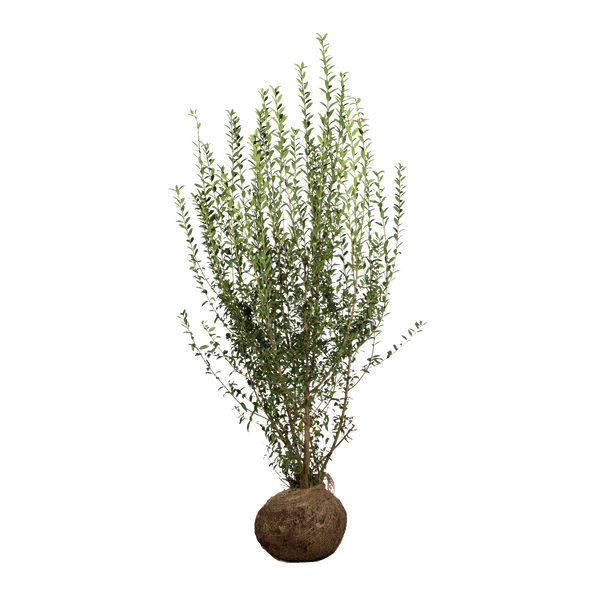 Wintergrüner Liguster (Ligustrum vulgare 'Atrovirens') | 150-175 cm mit  Wurzelballen