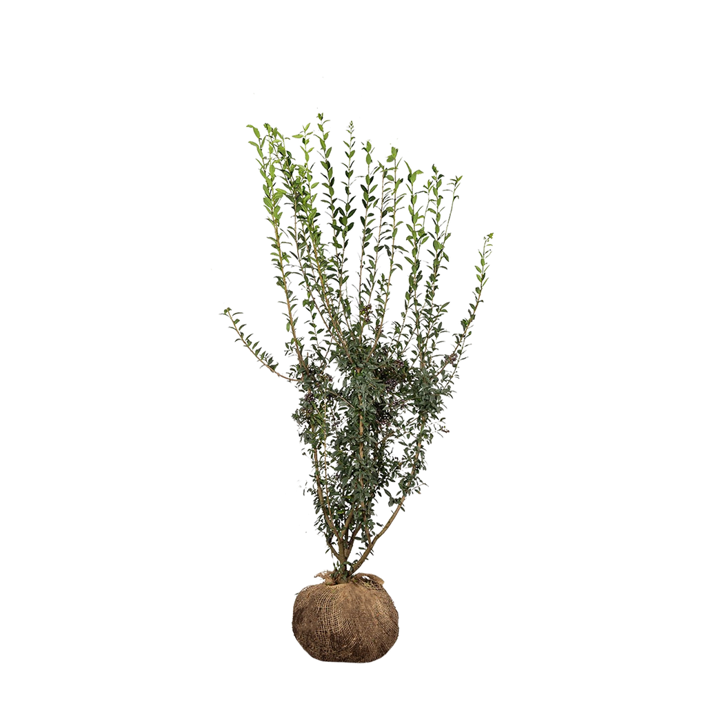 Wintergrüner Liguster (Ligustrum vulgare 'Atrovirens') | 80-100 mit  Wurzelballen