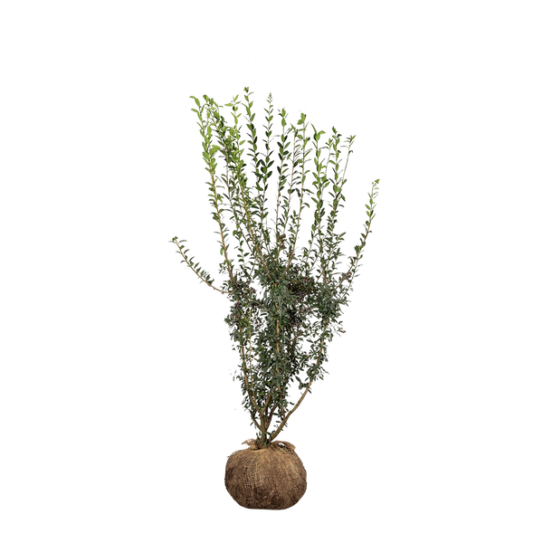 Wintergrüner Liguster (Ligustrum vulgare 'Atrovirens') | 80-100 mit  Wurzelballen