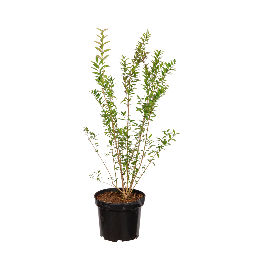 Zwergliguster (Ligustrum vulgare 'Lodense') | 40-60 cm im Topf | Garmundo.de