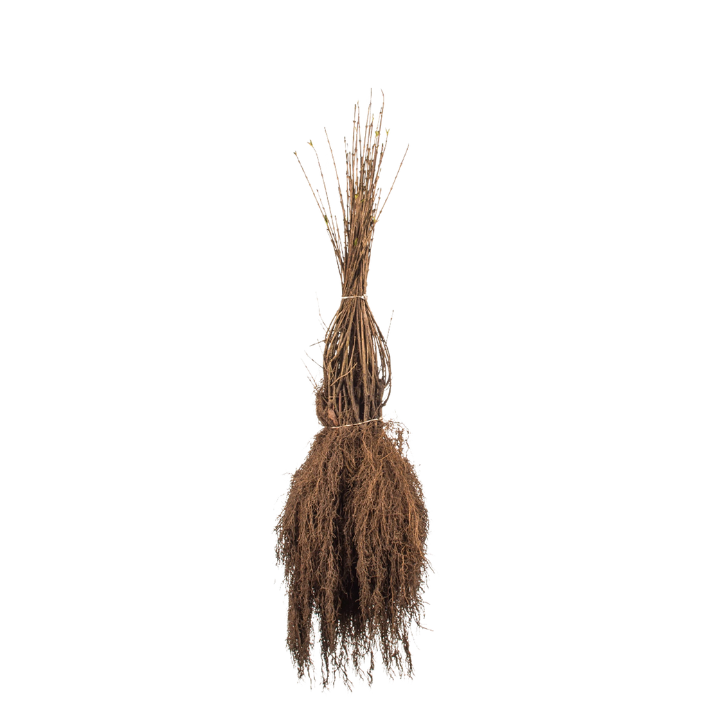 Gemeiner Liguster (Ligustrum vulgare) | 40-60 cm Wurzelware