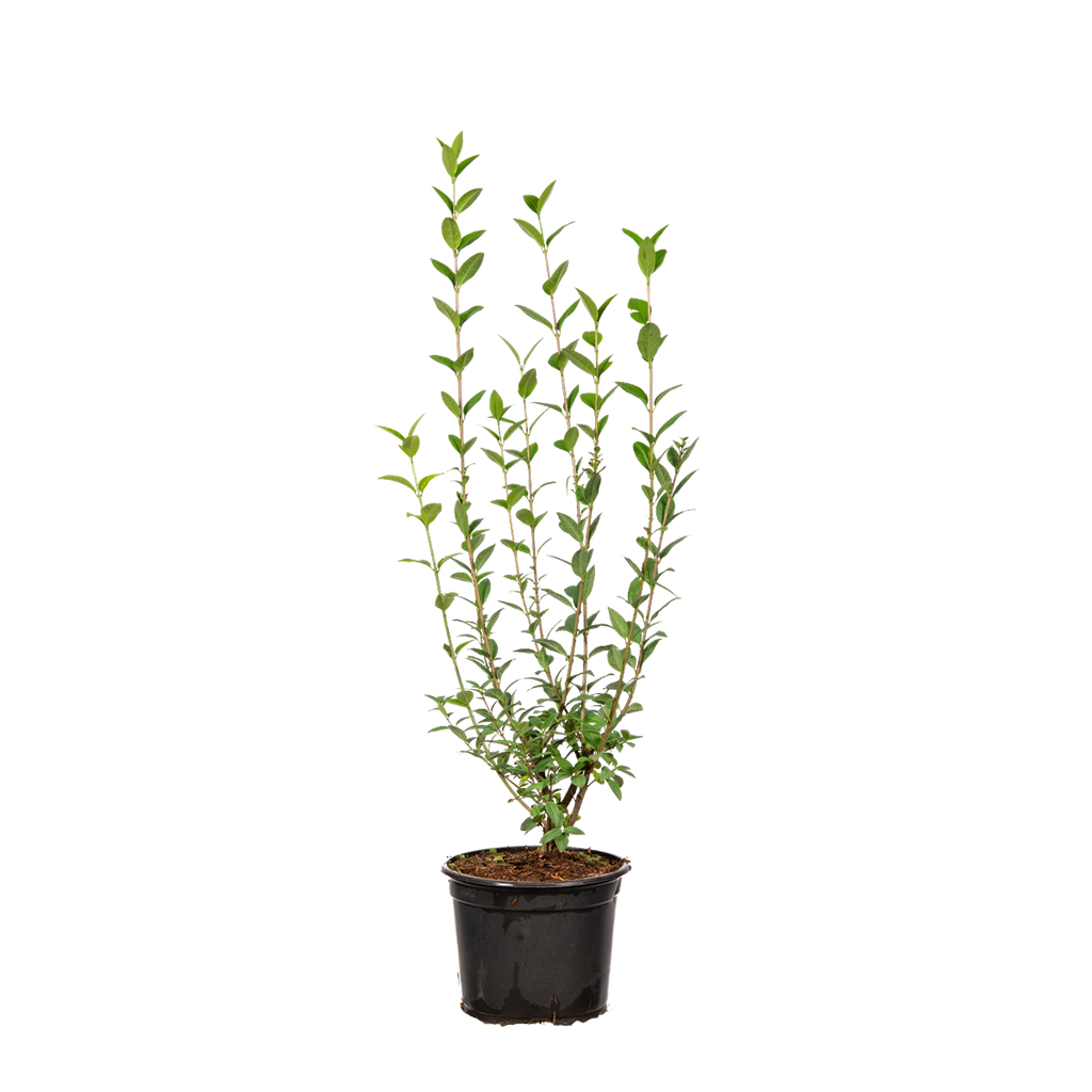 Gemeiner Liguster (Ligustrum vulgare) | 40-60 cm im Topf