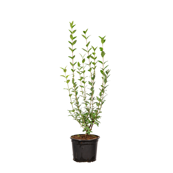 Gemeiner Liguster (Ligustrum vulgare) | 40-60 cm im Topf