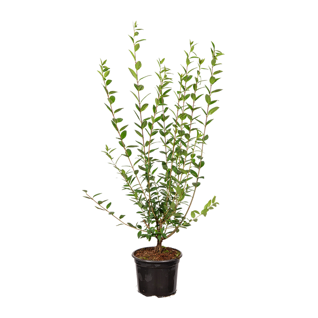 Gemeiner Liguster (Ligustrum vulgare) | 60-80 cm im Topf