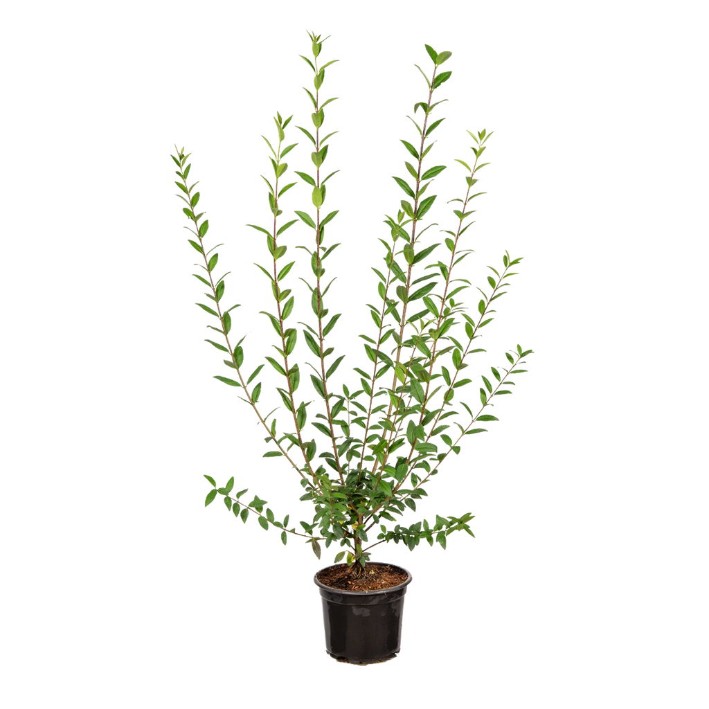 Gemeiner Liguster (Ligustrum vulgare) | 80-100 cm im Topf