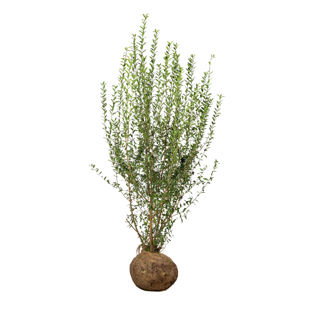 Gemeiner Liguster (Ligustrum vulgare) | 150-175 cm mit Wurzelballen
