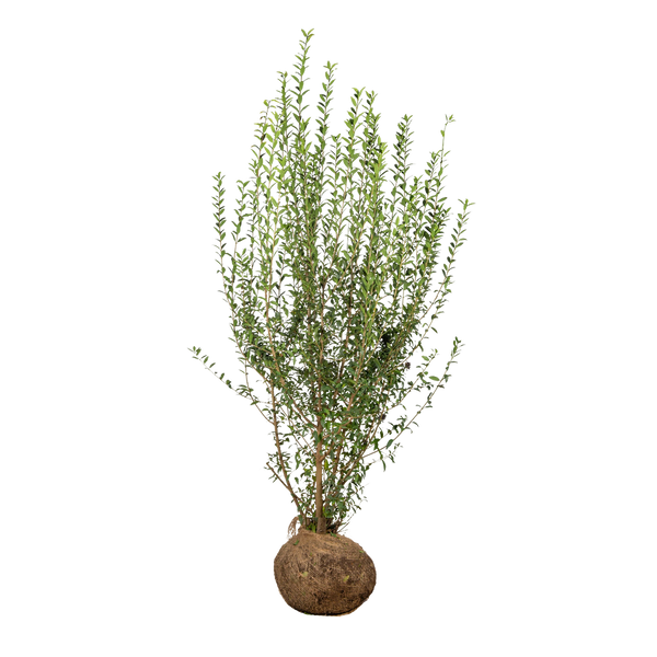 Gemeiner Liguster (Ligustrum vulgare) | 150-175 cm mit Wurzelballen