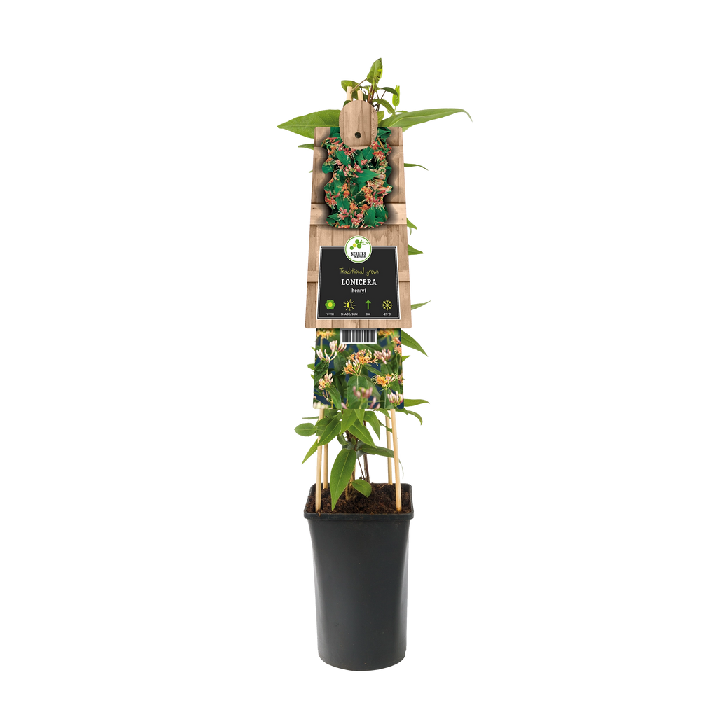 Immergrüner Geißblatt (Lonicera henryi) Kletterpflanzen kaufen