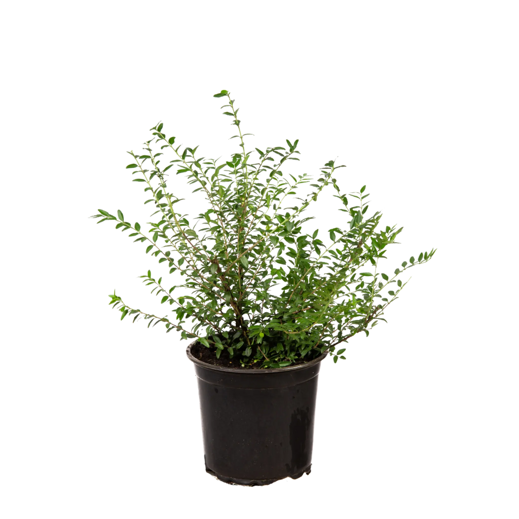 Heckenmyrte Elegant (Lonicera nitida 'Elegant') | 20-30 cm im Topf