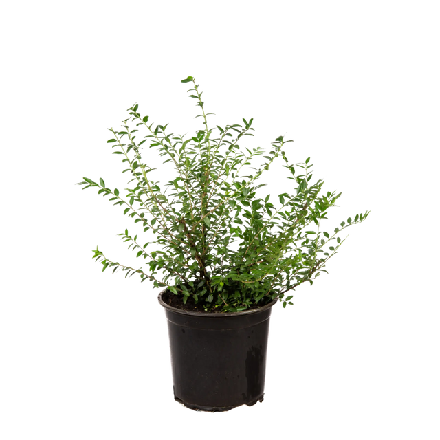 Heckenmyrte Elegant