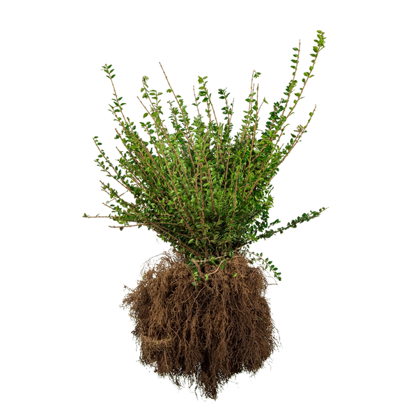 false shamrock plant Rare Purple Rain Shamrock Plant - Easy Houseplant - Oxalis main image 0