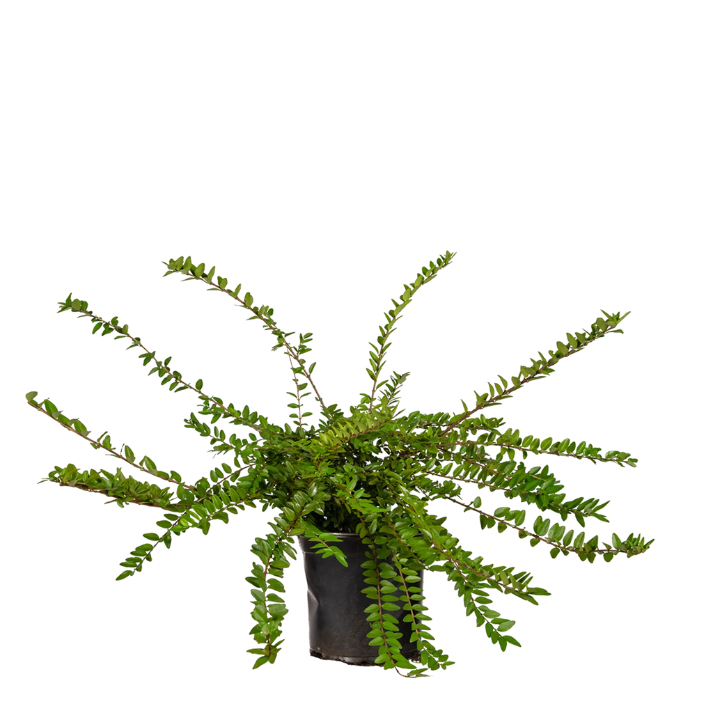 Heckenmyrte Maigrn (Lonicera nitida 'Maigrn') | 30-40 cm im Topf |  Garmundo.de