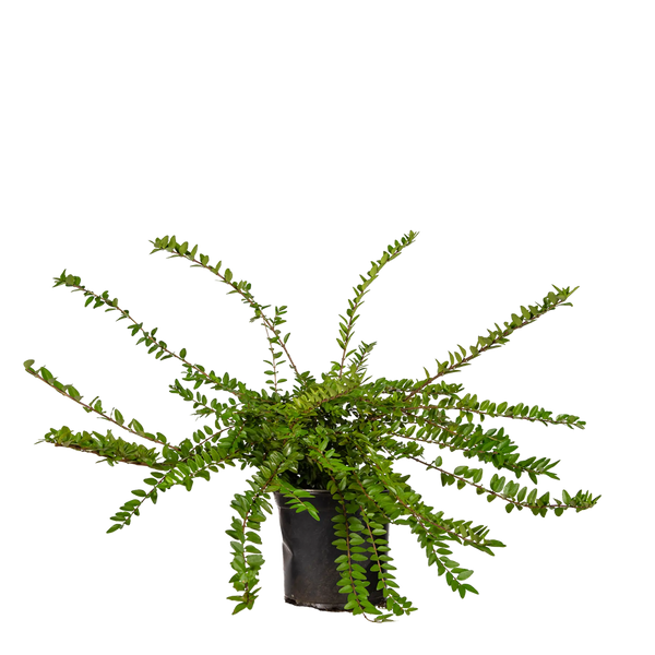 Heckenmyrte Maigrün (Lonicera nitida 'Maigrün') | 30-40 cm im Topf