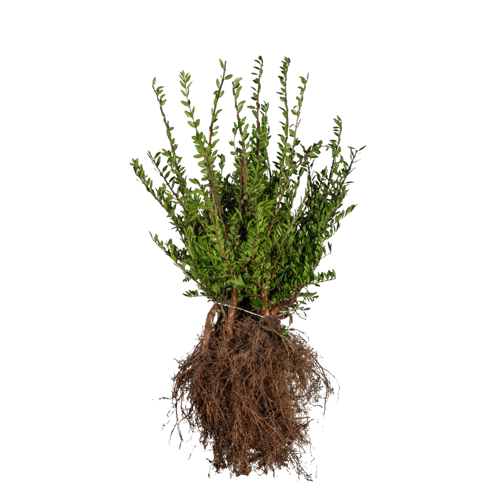 Immergrüne Kriech-Heckenkirsche (Lonicera pileata) | 30-40 cm Wurzelware