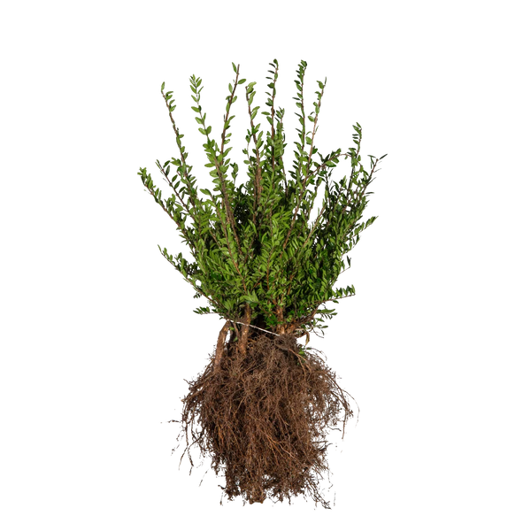 Immergrüne Kriech-Heckenkirsche (Lonicera pileata) | 30-40 cm Wurzelware