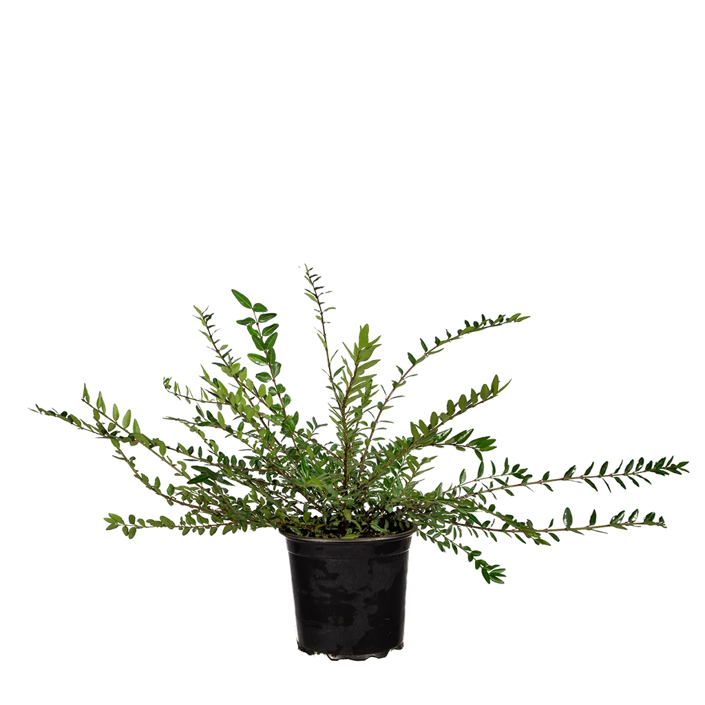 Immergrüne Kriech-Heckenkirsche (Lonicera pileata) | 30-40 cm im Topf