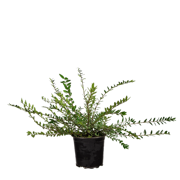 Immergrne Kriech-Heckenkirsche (Lonicera pileata) | 30-40 cm im Topf |  Garmundo.de