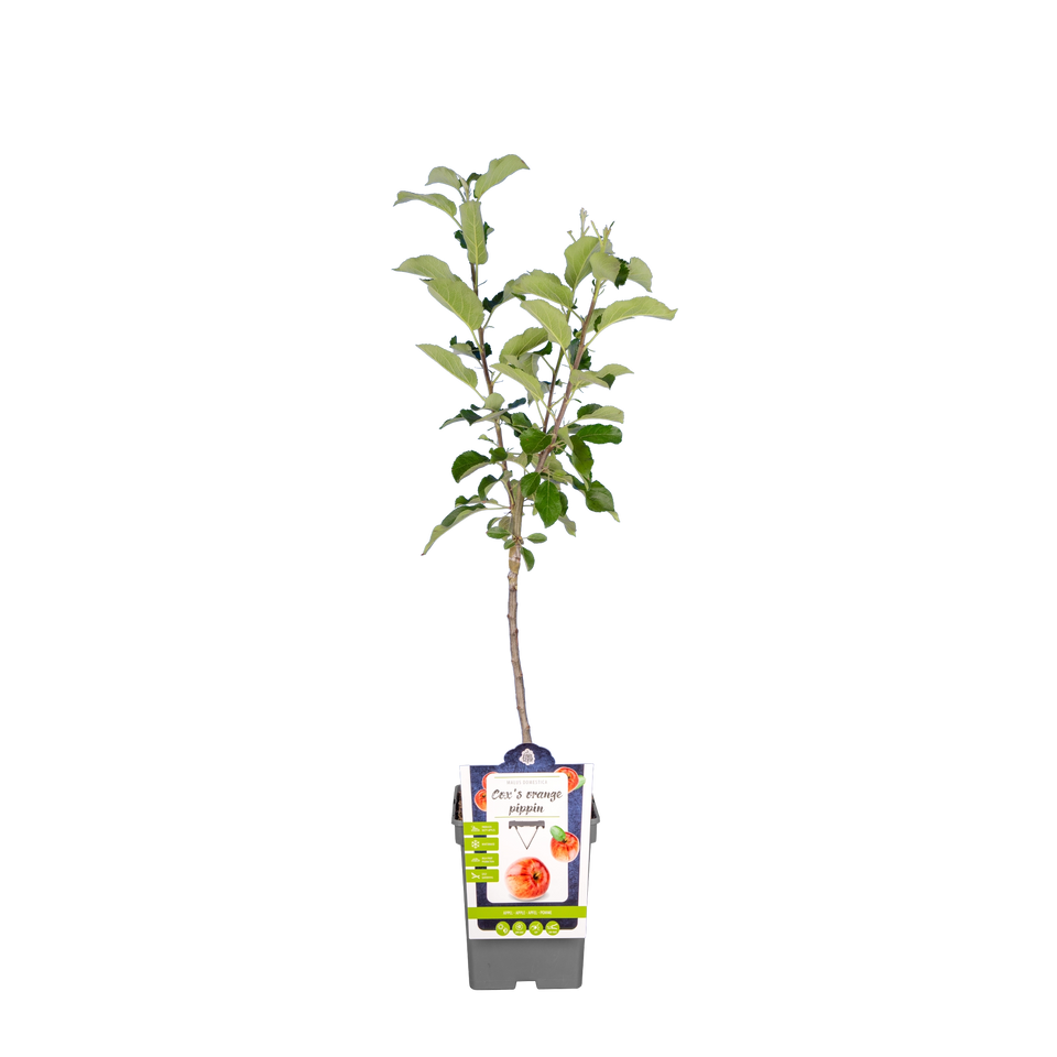 Apfelbaum 'Cox Orange Pippin'