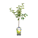 Apfelbaum 'Golden Delicious'