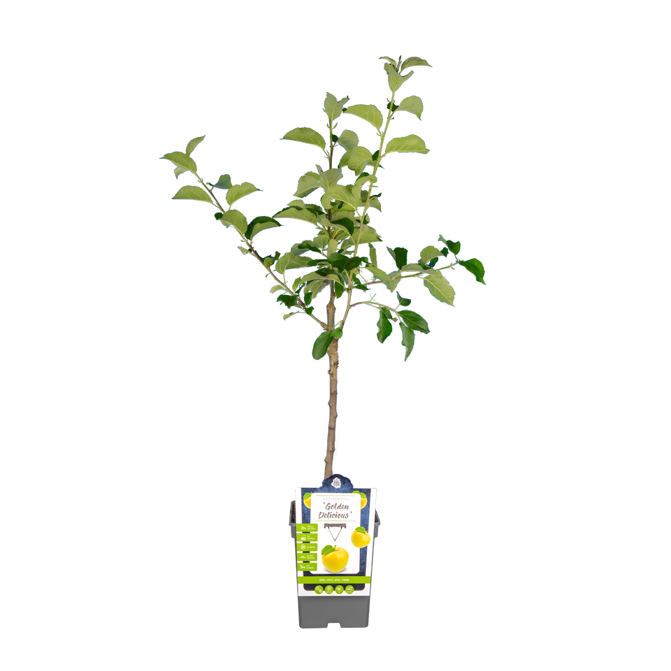 Apfelbaum 'Golden Delicious'
