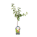 Apfelbaum 'Jonagold'