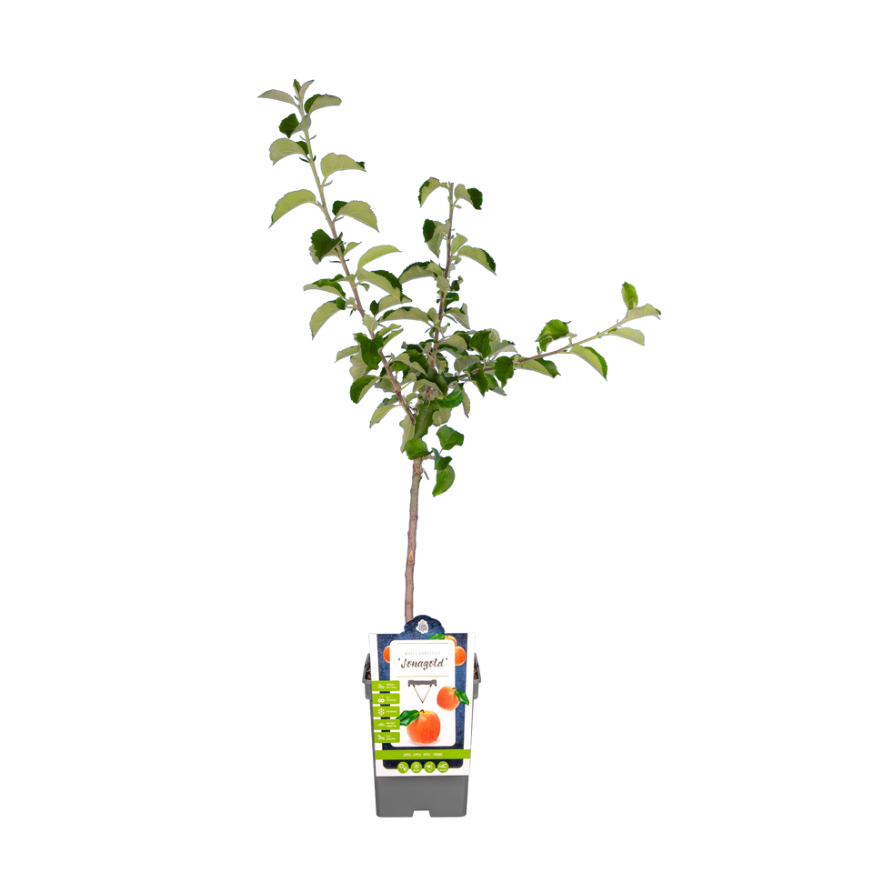 Apfelbaum 'Jonagold'