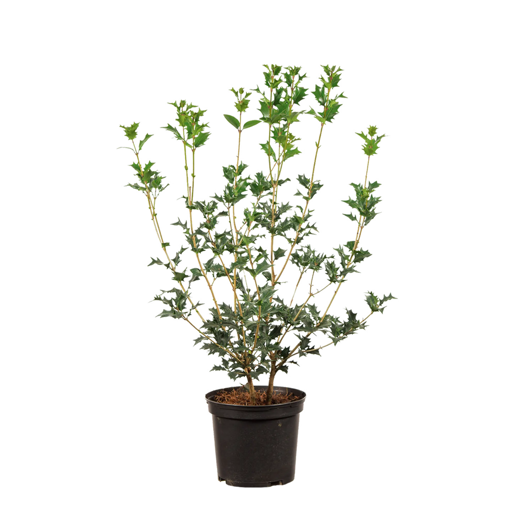 stachelige zimmerpflanzen Stachelblättrige Duftblüte (Osmanthus heterophyllus) | 40-60 cm im Topf