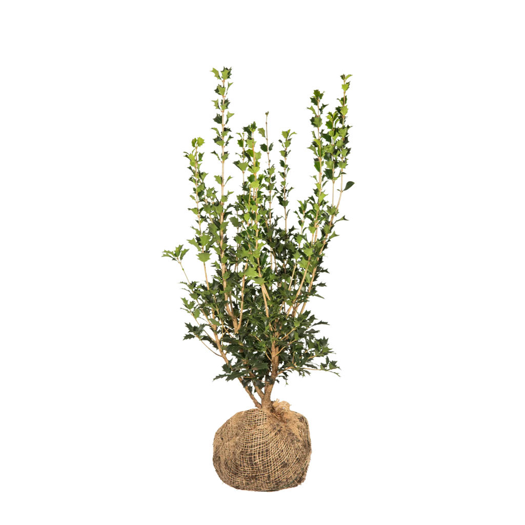 stachelige zimmerpflanzen Stachelblättrige Duftblüte (Osmanthus heterophyllus) | 60-80 cm mit  Wurzelballen