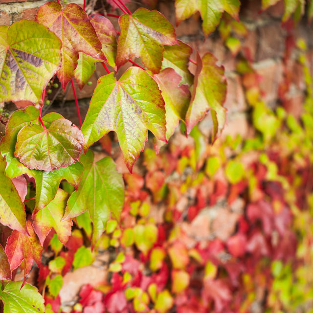 Orientalische Weinrebe