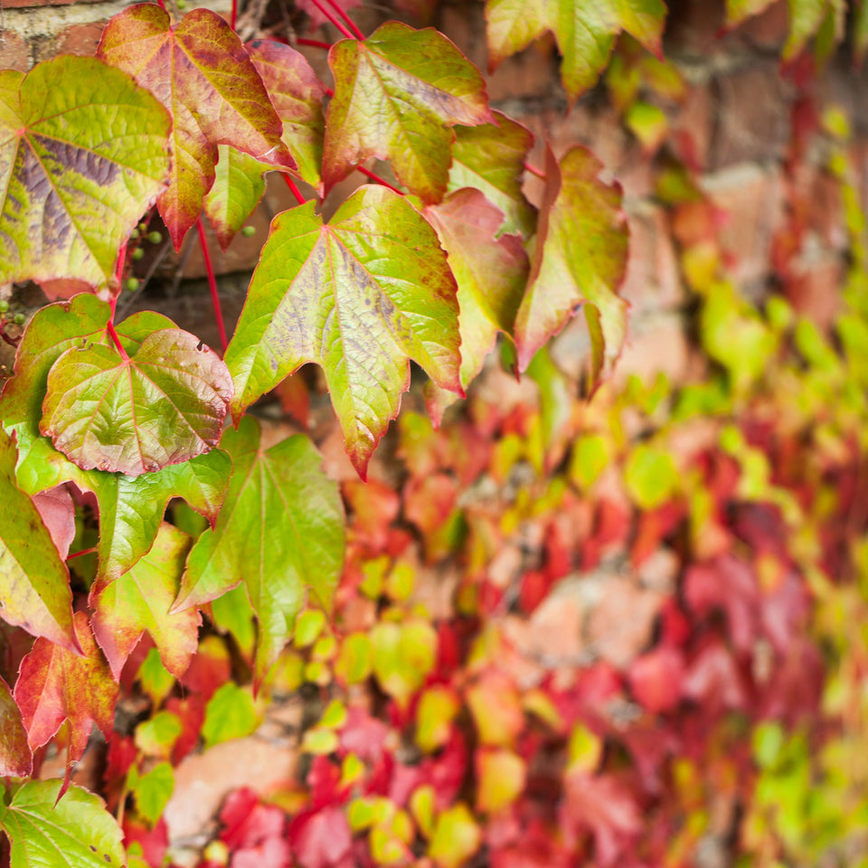 Orientalische Weinrebe