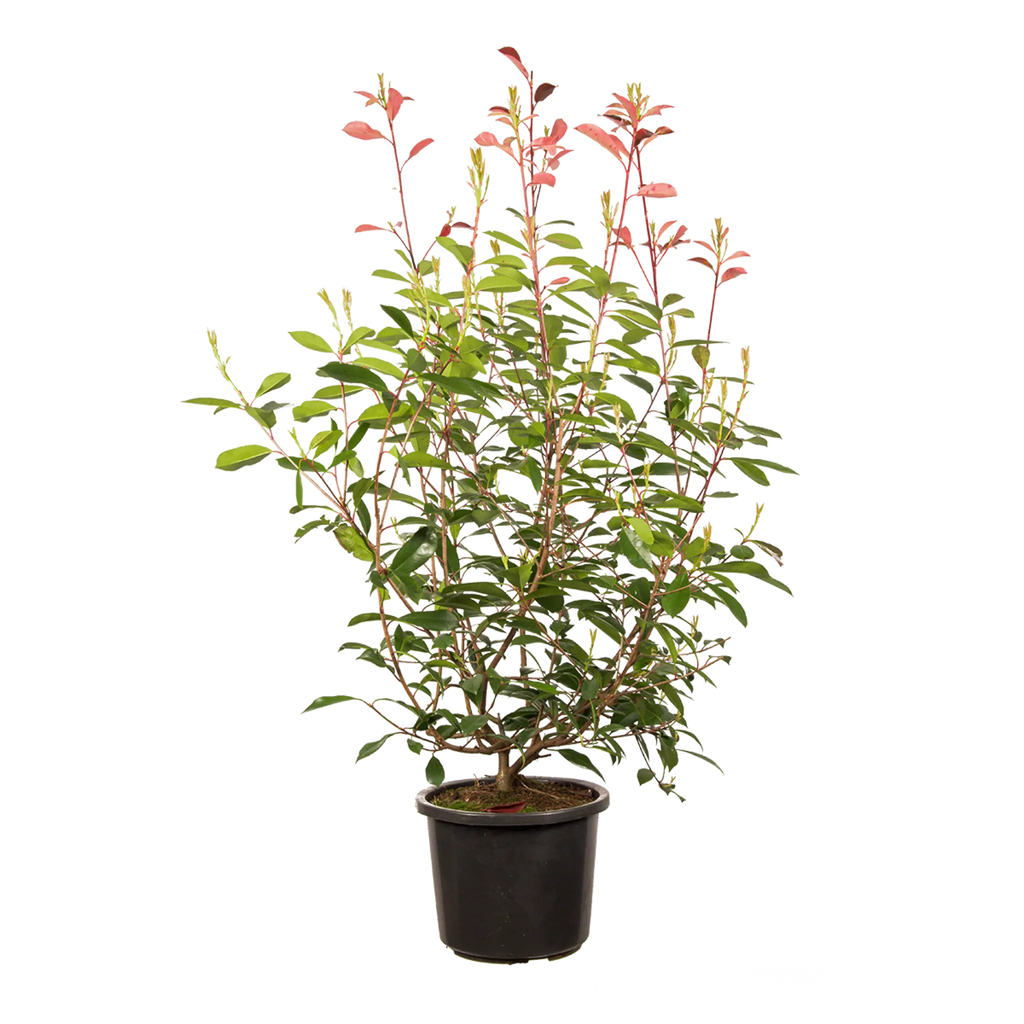 Glanzmispel Red Robin (Photinia x fraseri 'Red Robin') | 100-125 cm im Topf 