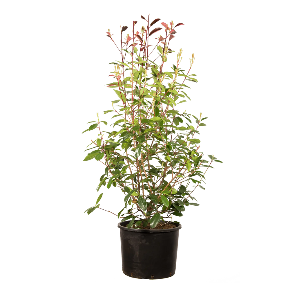 photinia toscana glanzkopf Glanzmispel Red Robin (Photinia x fraseri 'Red Robin') | 125-150 cm im Topf