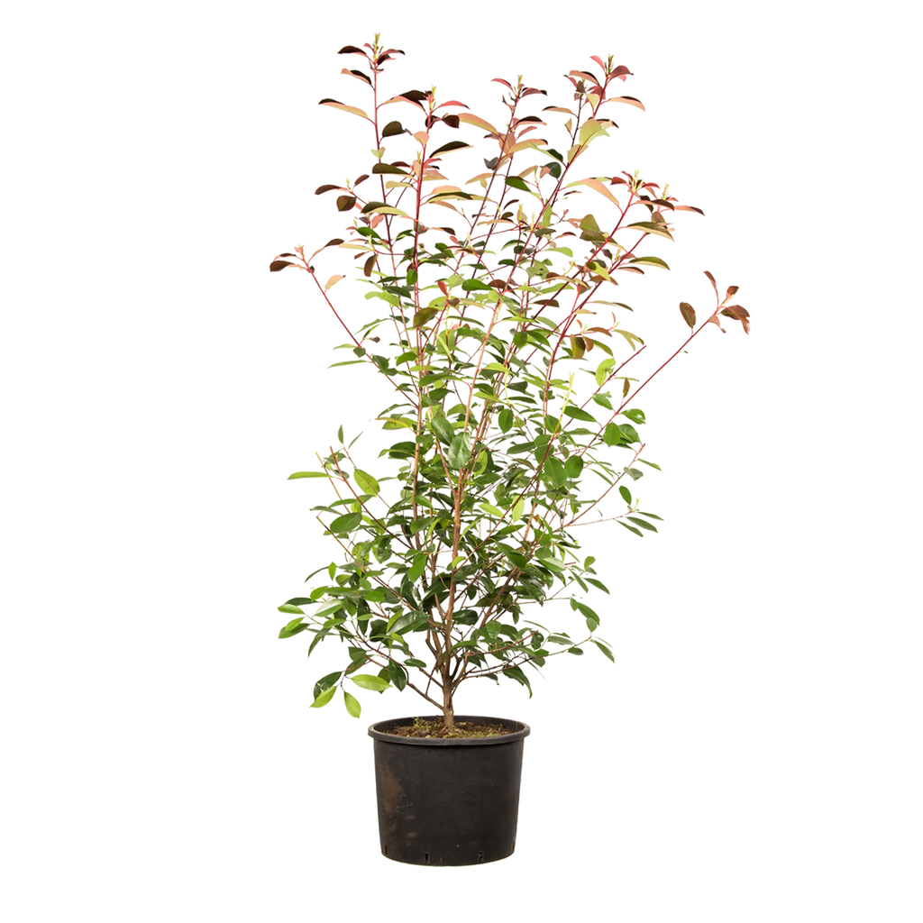 Glanzmispel Red Robin (Photinia x fraseri 'Red Robin') | 150-175 cm im Topf 