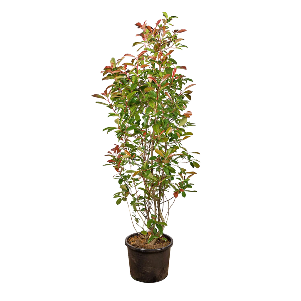 sad plant box House Plant Box main image 1