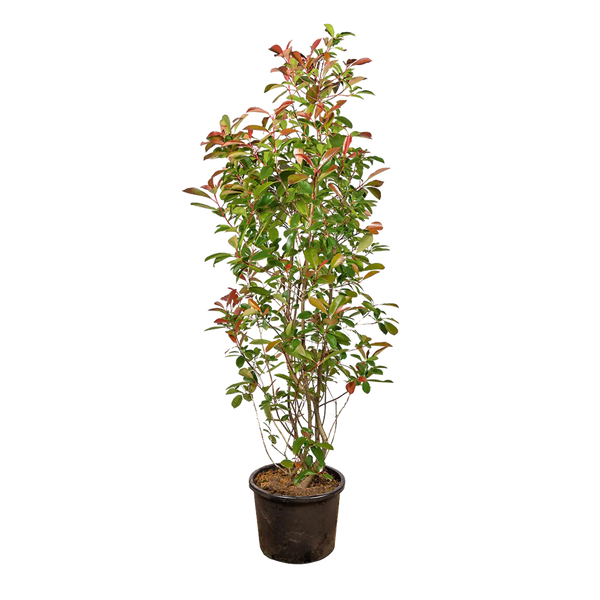 Glanzmispel Red Robin (Photinia x fraseri 'Red Robin') | 175-200 cm im Topf 