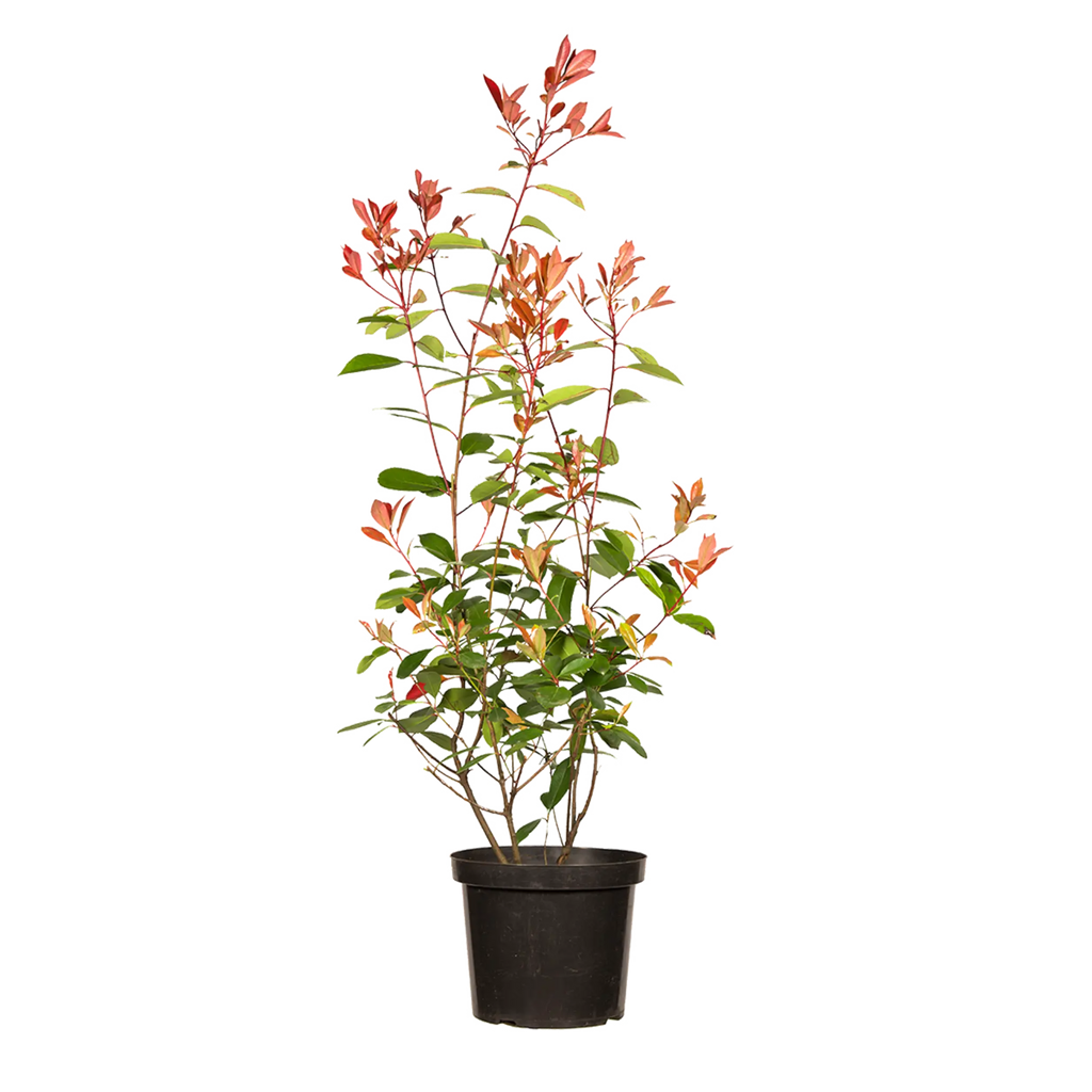 Glanzmispel Red Robin (Photinia x fraseri 'Red Robin') | 80-100 cm im Topf 
