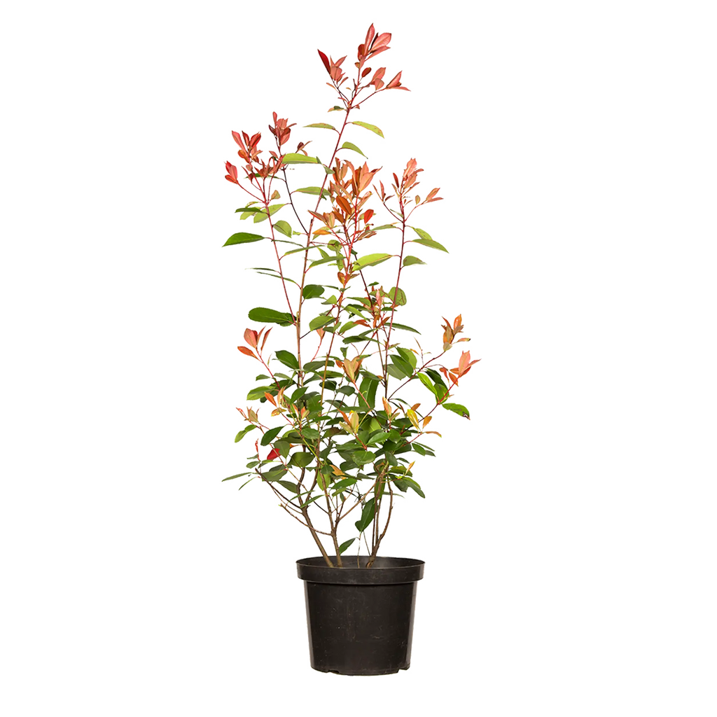 Glanzmispel Red Robin (Photinia x fraseri 'Red Robin') | 60-80 cm im Topf