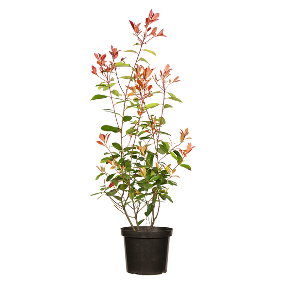 Glanzmispel Red Robin (Photinia x fraseri 'Red Robin') | 80-100 cm im Topf 
