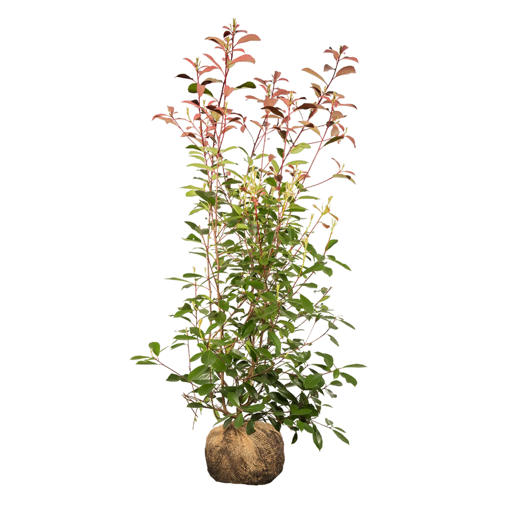 Glanzmispel Red Robin (Photinia x fraseri 'Red Robin') | 150-175 cm mit  Wurzelballen
