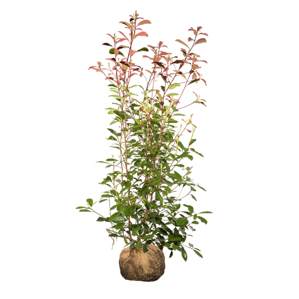 Glanzmispel Red Robin (Photinia x fraseri 'Red Robin') | 150-175 cm mit  Wurzelballen