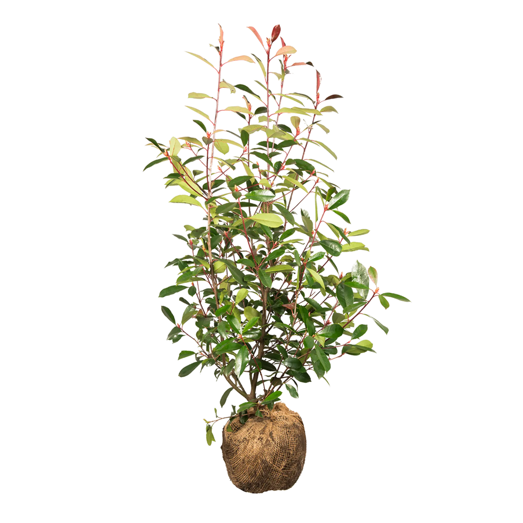 Glanzmispel Red Robin (Photinia x fraseri 'Red Robin') | 80-100 cm mit  Wurzelballen